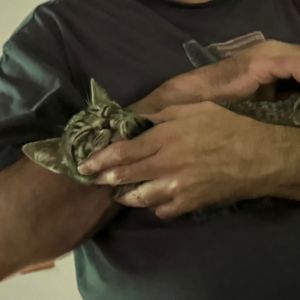 Evan, Baby Male Domestic Short Hair