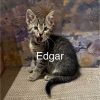 Edgar photo 1