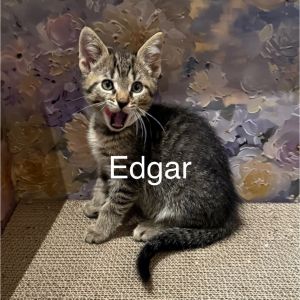 Edgar, Baby Male Domestic Short Hair