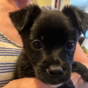 Simba, Baby Male Affenpinscher