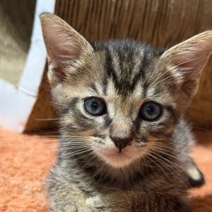 Peanut, Baby Male Domestic Short Hair