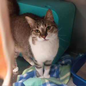 Ghost, Adult Female Domestic Short Hair