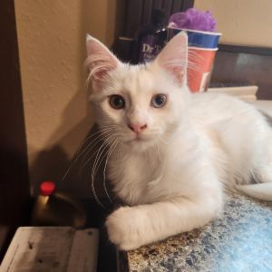 Sully, Baby Male Domestic Short Hair