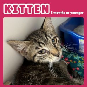 Sue, Baby Female Domestic Short Hair