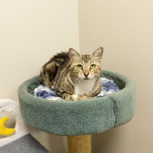 Caroline, Adult Female Domestic Short Hair