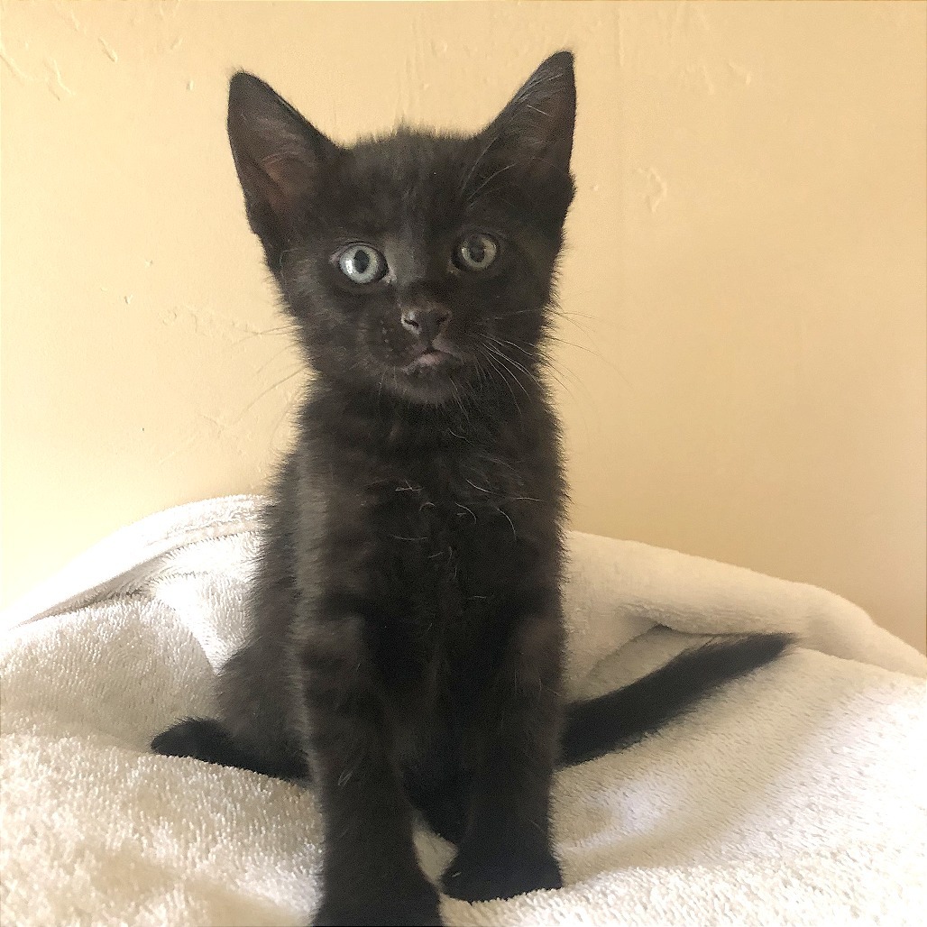 Cash, an adoptable Domestic Short Hair in Hailey, ID, 83333 | Photo Image 1