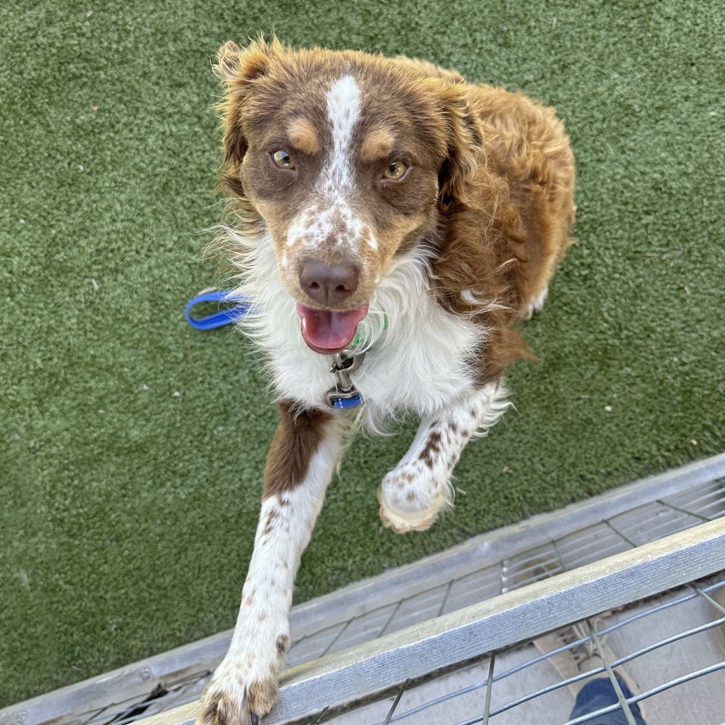 Sodapop, an adoptable Mixed Breed in Hailey, ID, 83333 | Photo Image 1