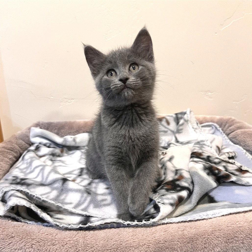 Mochi, an adoptable Domestic Short Hair in Hailey, ID, 83333 | Photo Image 1