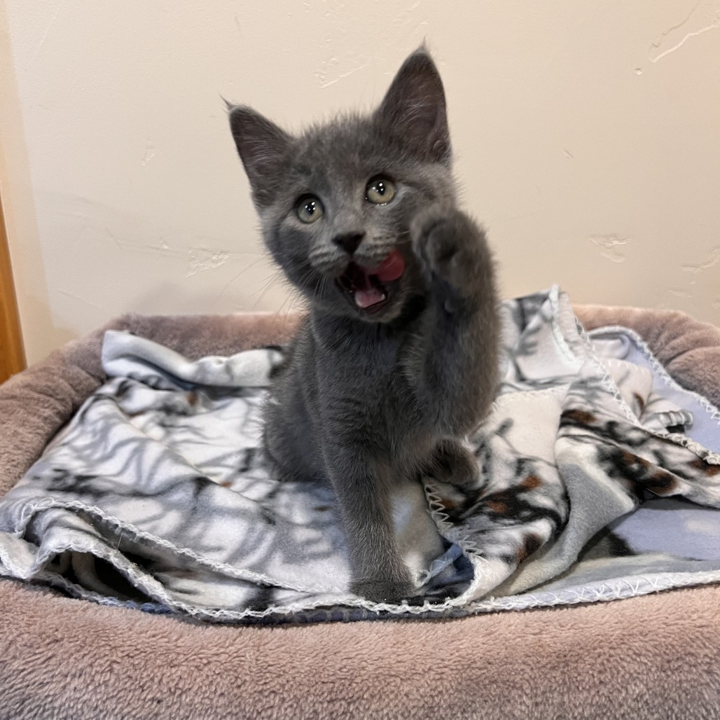 Mochi, an adoptable Domestic Short Hair in Hailey, ID, 83333 | Photo Image 2