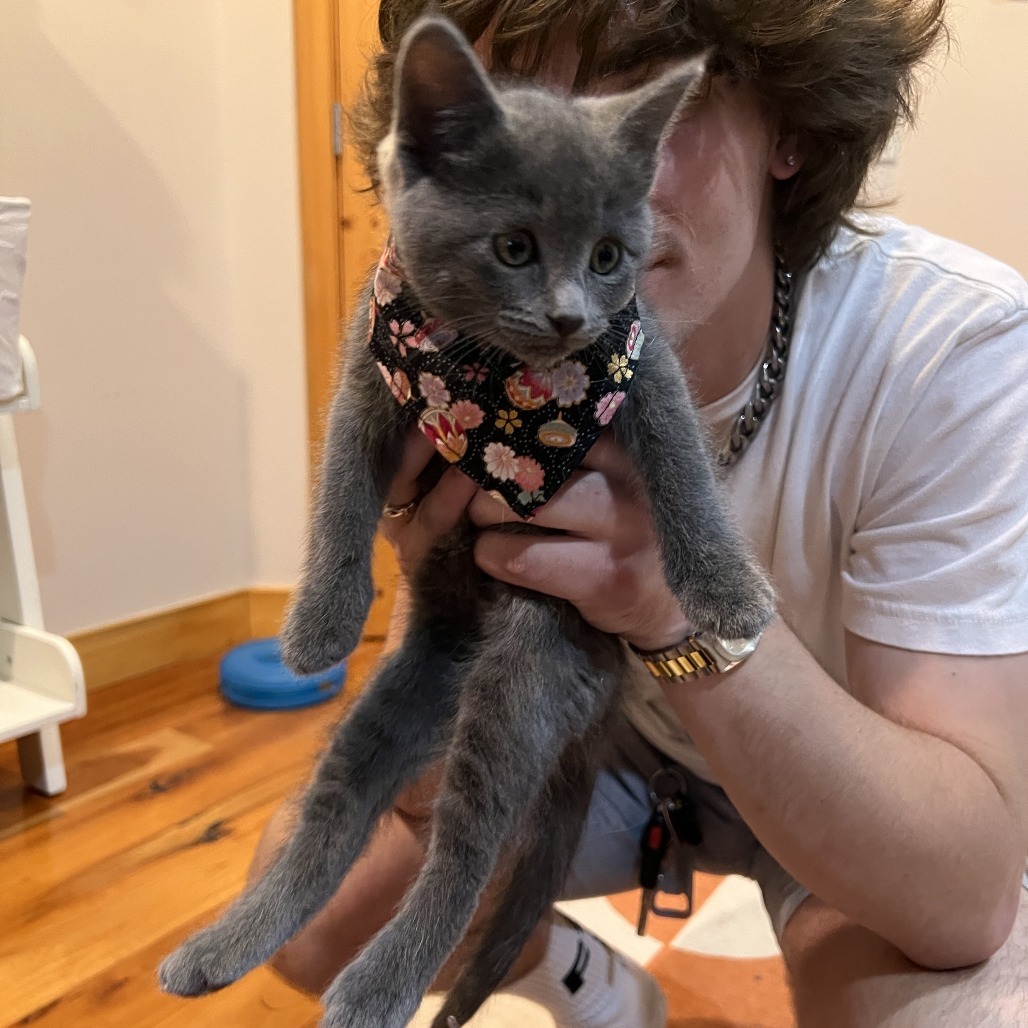 Mochi, an adoptable Domestic Short Hair in Hailey, ID, 83333 | Photo Image 3