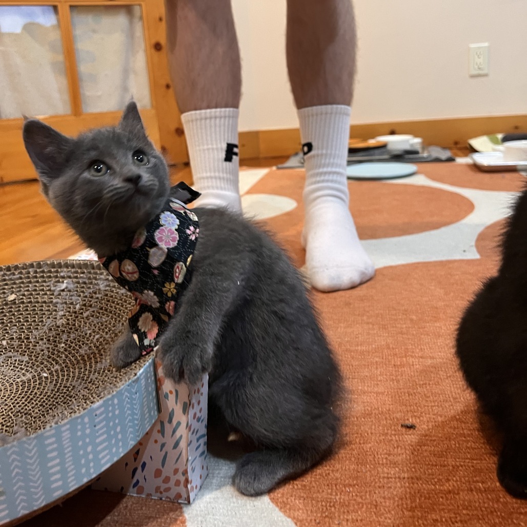 Mochi, an adoptable Domestic Short Hair in Hailey, ID, 83333 | Photo Image 4