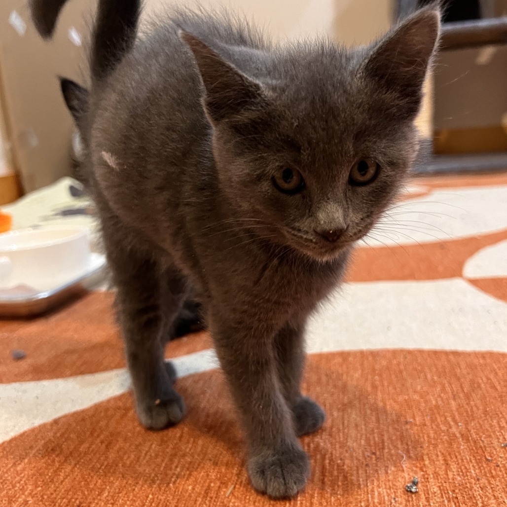 Mochi, an adoptable Domestic Short Hair in Hailey, ID, 83333 | Photo Image 5