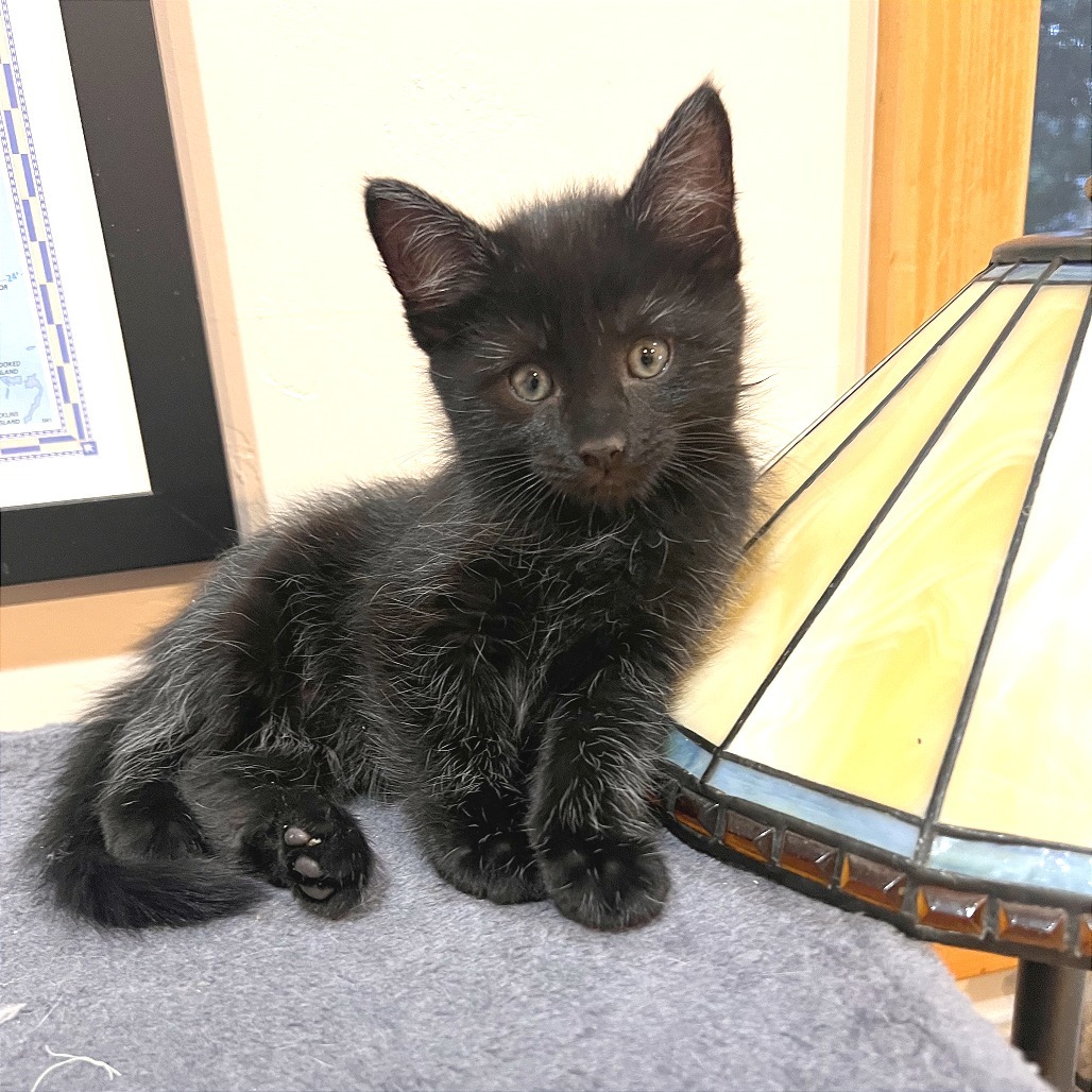 Pinkle Purr, an adoptable Domestic Short Hair in Hailey, ID, 83333 | Photo Image 1