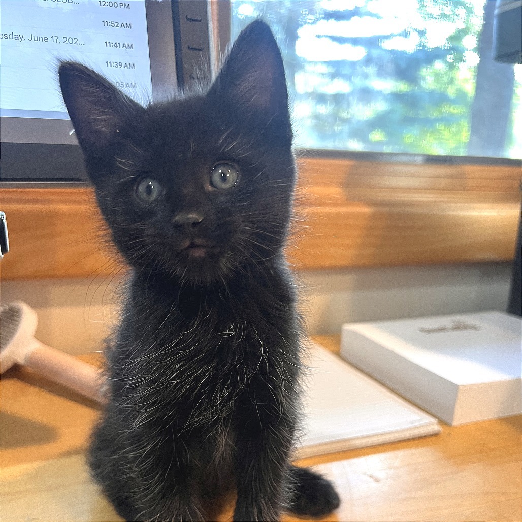 Pinkle Purr, an adoptable Domestic Short Hair in Hailey, ID, 83333 | Photo Image 2