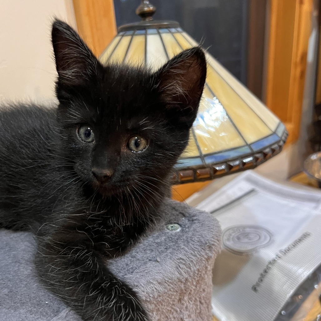 Pinkle Purr, an adoptable Domestic Short Hair in Hailey, ID, 83333 | Photo Image 3