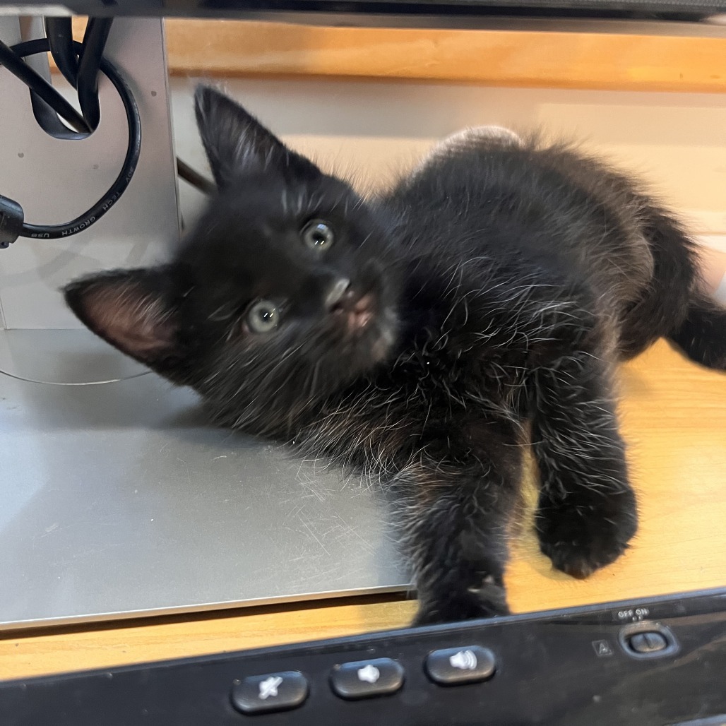 Pinkle Purr, an adoptable Domestic Short Hair in Hailey, ID, 83333 | Photo Image 4