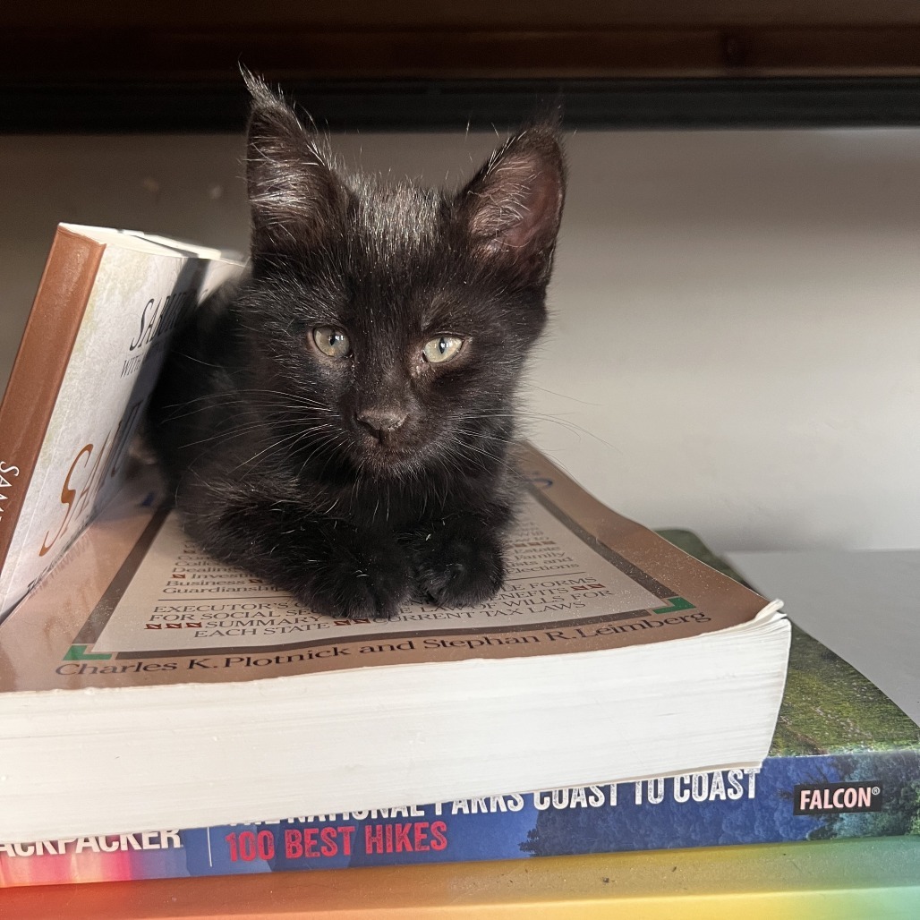 Sukiyaki, an adoptable Domestic Short Hair in Hailey, ID, 83333 | Photo Image 1