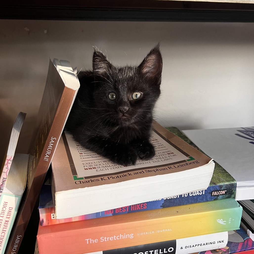 Sukiyaki, an adoptable Domestic Short Hair in Hailey, ID, 83333 | Photo Image 2