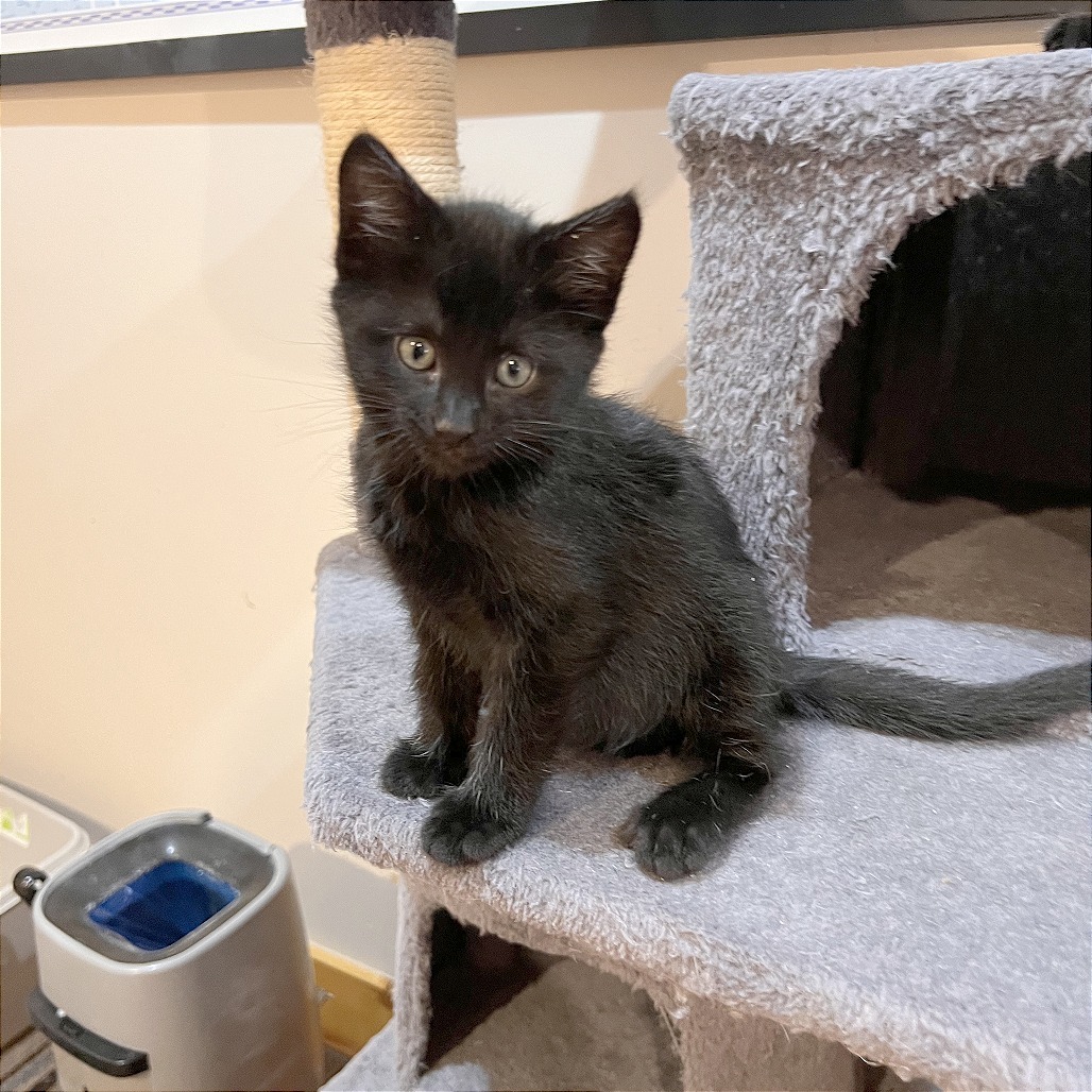 Sukiyaki, an adoptable Domestic Short Hair in Hailey, ID, 83333 | Photo Image 3