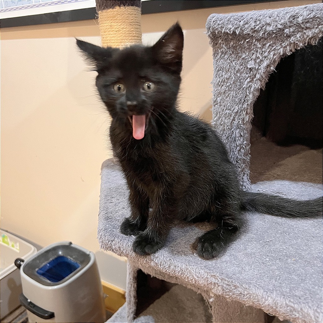 Sukiyaki, an adoptable Domestic Short Hair in Hailey, ID, 83333 | Photo Image 4