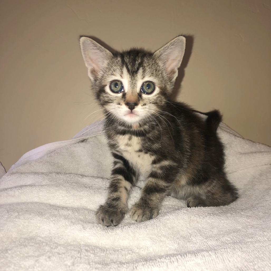 Pebbles, an adoptable Domestic Short Hair in Hailey, ID, 83333 | Photo Image 1