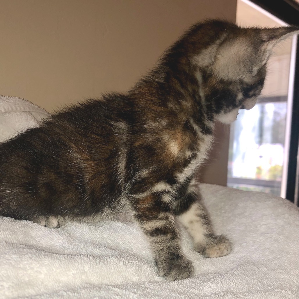 Pebbles, an adoptable Domestic Short Hair in Hailey, ID, 83333 | Photo Image 2