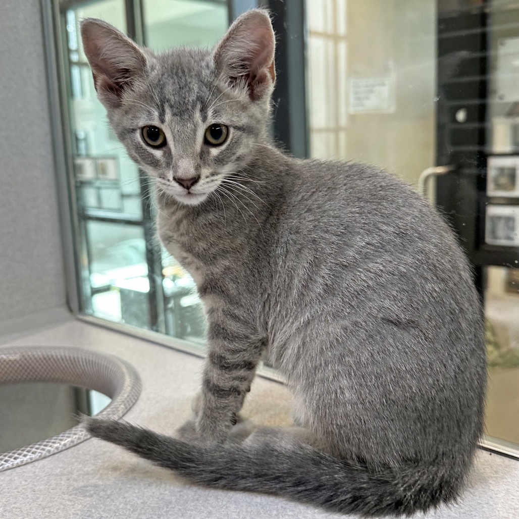 Popcorn, an adoptable Domestic Short Hair in Hailey, ID, 83333 | Photo Image 1