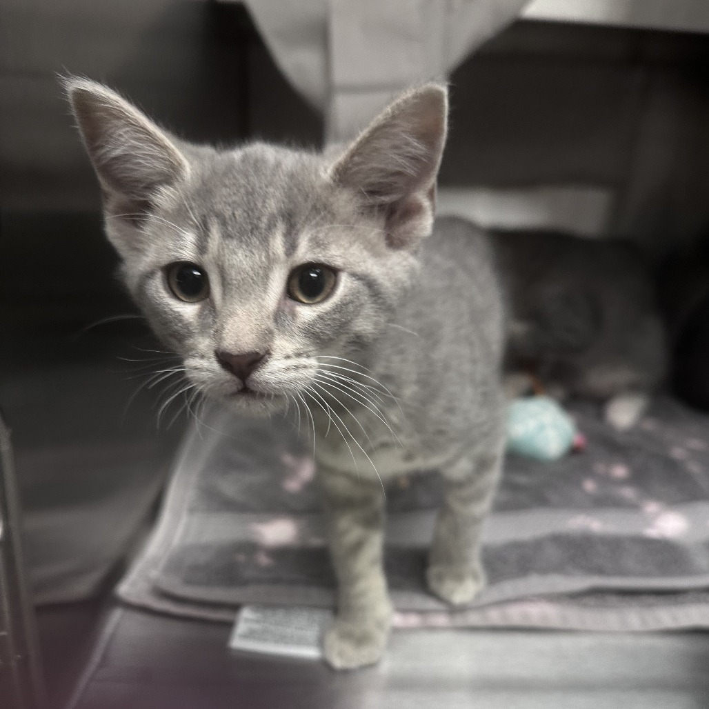 Popcorn, an adoptable Domestic Short Hair in Hailey, ID, 83333 | Photo Image 2