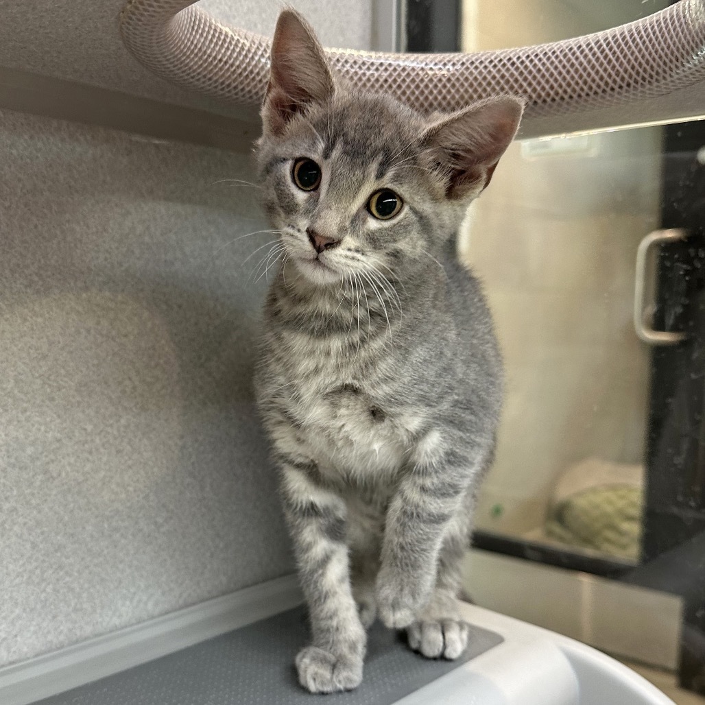 Popcorn, an adoptable Domestic Short Hair in Hailey, ID, 83333 | Photo Image 3