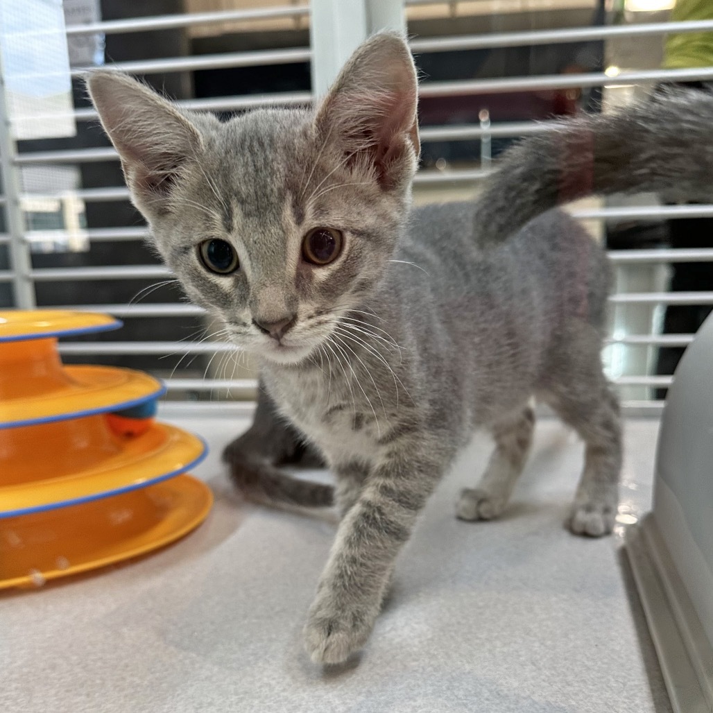 Popcorn, an adoptable Domestic Short Hair in Hailey, ID, 83333 | Photo Image 4