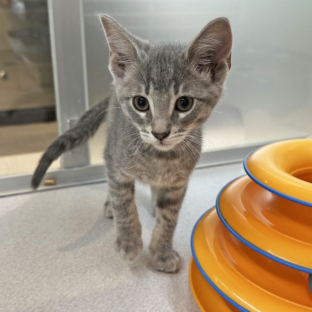 Popcorn, an adoptable Domestic Short Hair in Hailey, ID, 83333 | Photo Image 5