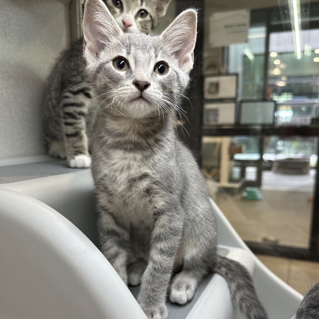 Popcorn, an adoptable Domestic Short Hair in Hailey, ID, 83333 | Photo Image 6