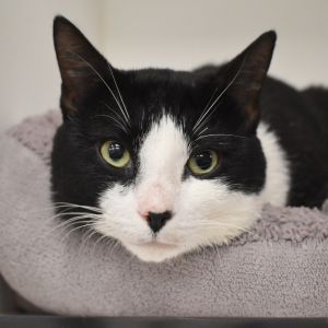 Lee Lee, Young Male Domestic Short Hair
