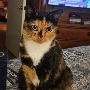 Maddie, Adult Female Domestic Short Hair