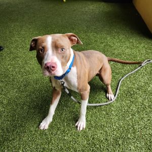 Baby, Young Male Pit Bull Terrier