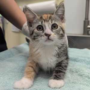 D'Arcy Domestic Short Hair Cat