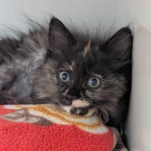 Willow Domestic Short Hair Cat