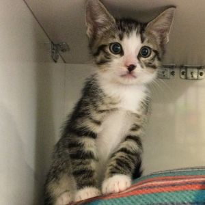 Meows Davis Domestic Short Hair Cat