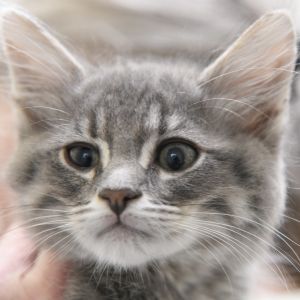 Equal parts brilliant and baffling Dr Harry is that weirdly charming cat who stares a little too l