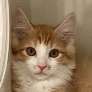Goofy loyal and totally lovable Xander is the class clown of the cat world He may not have super