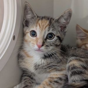 Fierce fearless and full of attitude Buffy is a total slayer of toy mice feather wands and bad