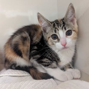 Warm grounded and deeply intuitive Asta is the heart of any home She has a gentle strength alwa