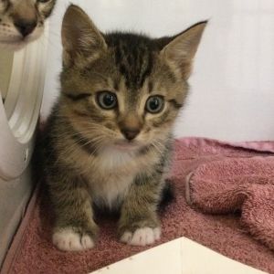 Elegant and soulful with a heart full of harmony John Catrane is the purrfect mix of mellow and mag