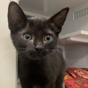 Dr. Tiddlywomp Domestic Short Hair Cat