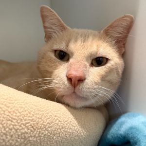 Sugar Ray, Adult Male unknown