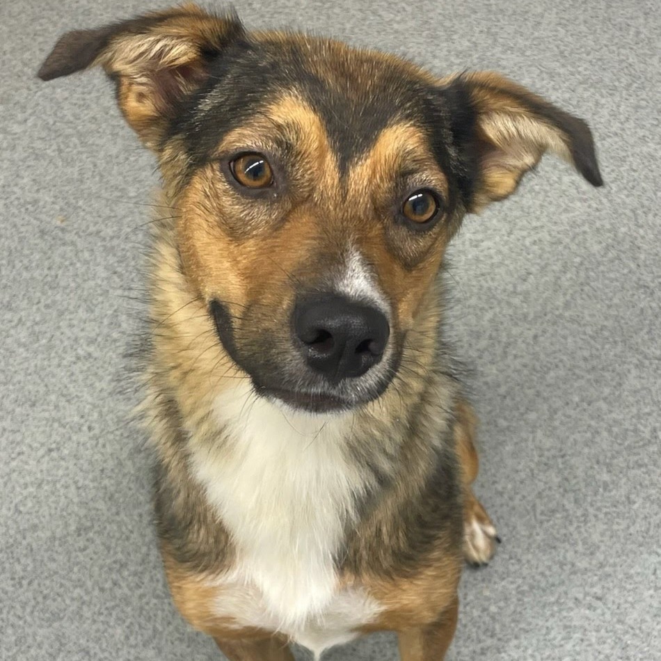 Minka, an adoptable Australian Shepherd, Mixed Breed in Kingman, KS, 67068 | Photo Image 1