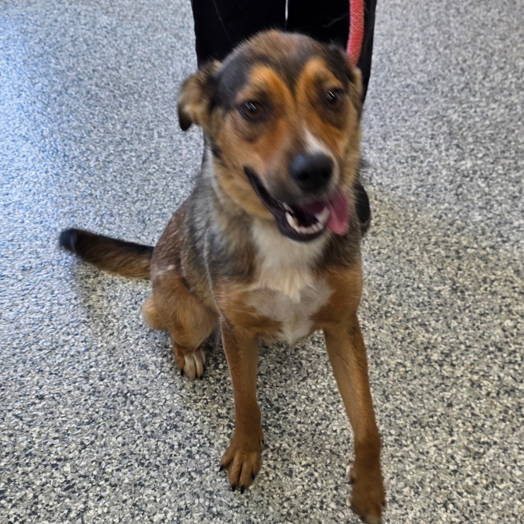 Minka, an adoptable Australian Shepherd, Mixed Breed in Kingman, KS, 67068 | Photo Image 3