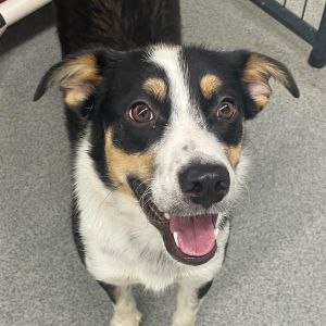 Kanga, Adult Female Australian Shepherd