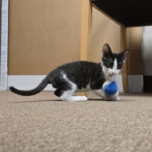 Mickey, Baby Male Domestic Short Hair