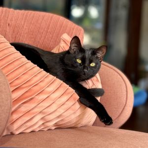 Mercy, Adult Female Domestic Short Hair